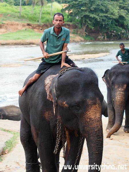 北京航空航天大学“心若兰锡”游学实践队探访斯里兰卡大象孤儿院