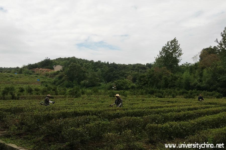 当地茶农在修剪茶园。 团队成员 程家玉 摄.jpg