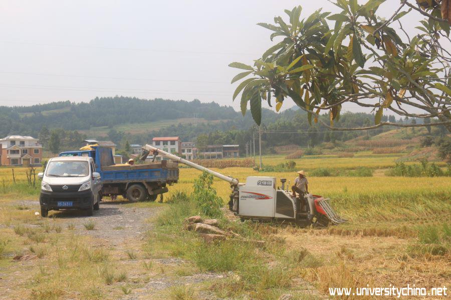1廖醒 村民使用大型机械设备收割农作物.JPG