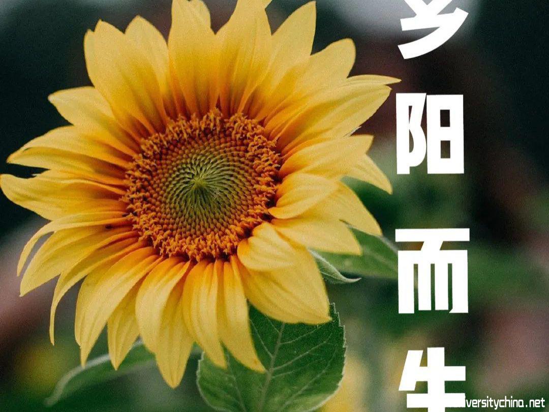 乡阳而生社会实践团队标志向日葵