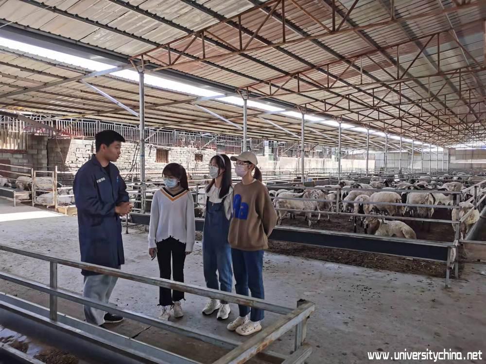 西昌学院大学生深入基层开展肉羊养殖技术交流指导